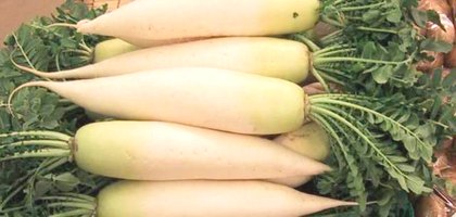 dajkon